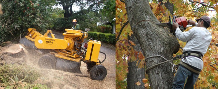 Nuñez Tree Services